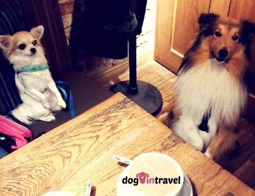 Dogfriendly Europe vs the States