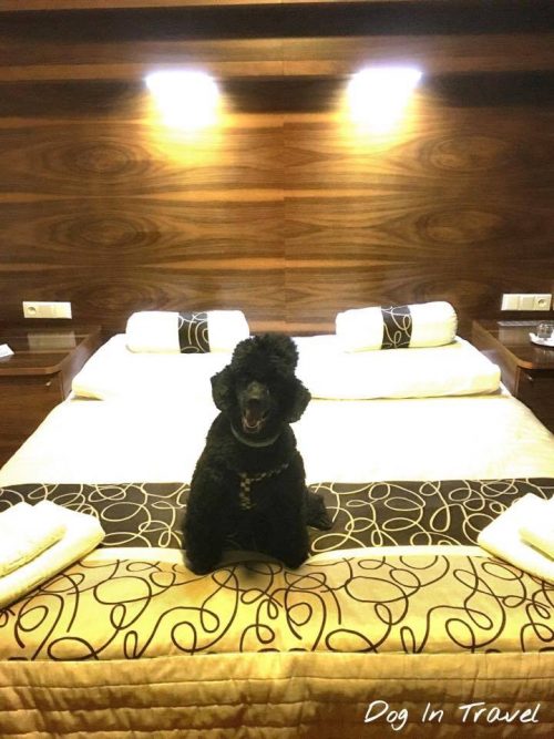 Why some hotels don’t accept dogs?