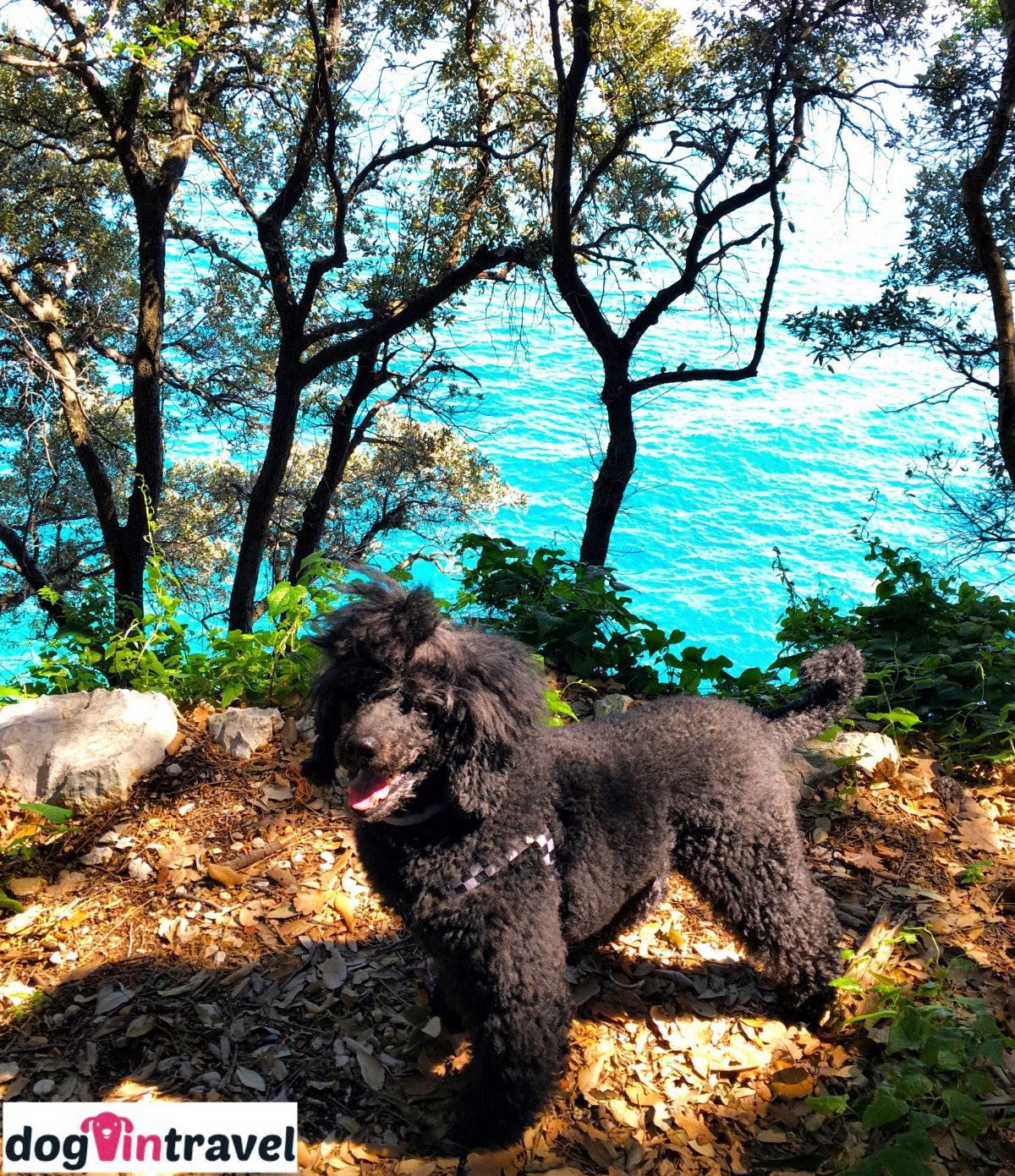 Pan Pies na pÃ³Å‚wyspie Istria